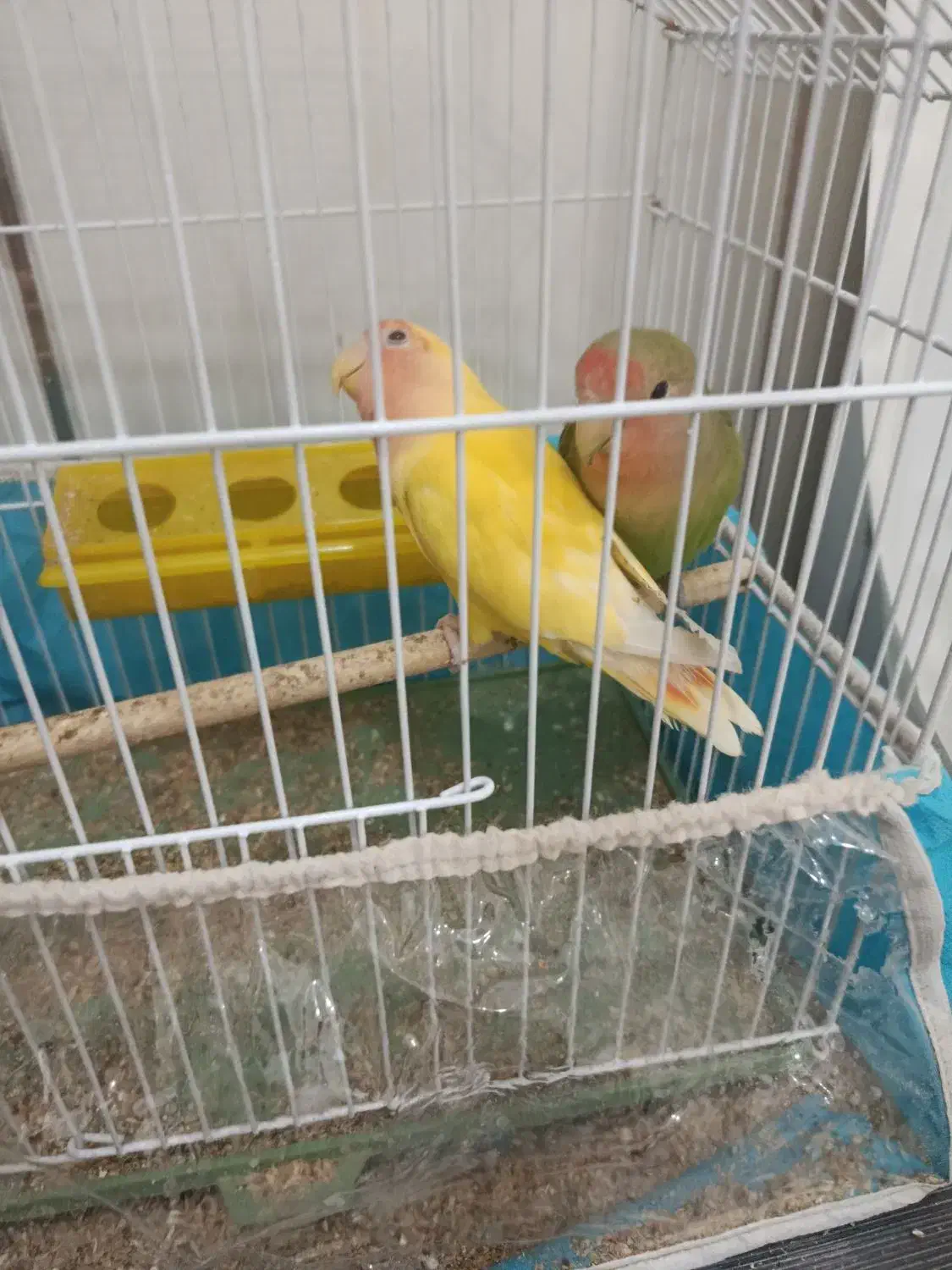 دادادات طوطی پاکوتاه ۲ میلیون و پونصد|پرنده|قدس, شهرقدس|دیوار