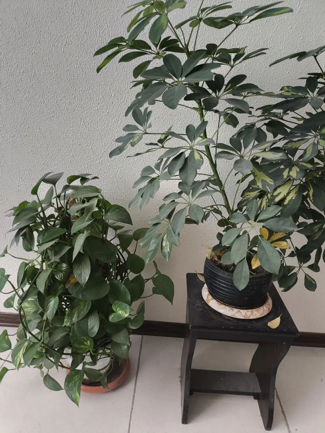 سه گل باهم|گل و گیاه طبیعی|شاهین‌شهر, مسکن مهر|دیوار