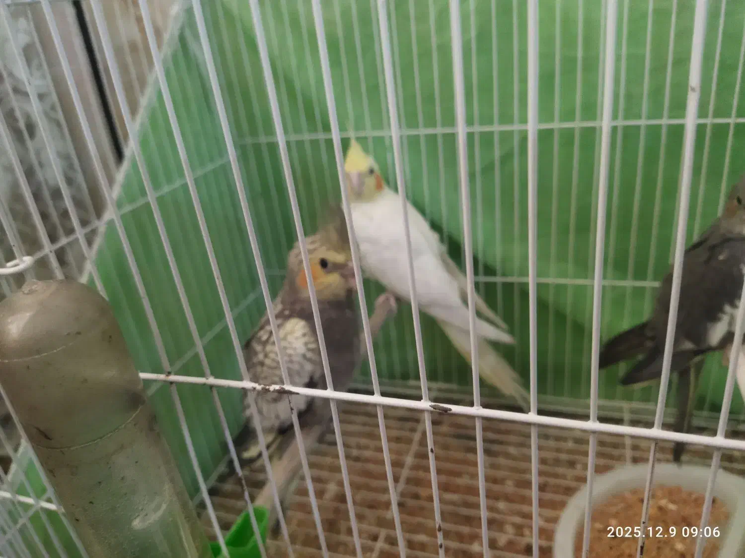 عروس هلندی|پرنده|زابل, |دیوار