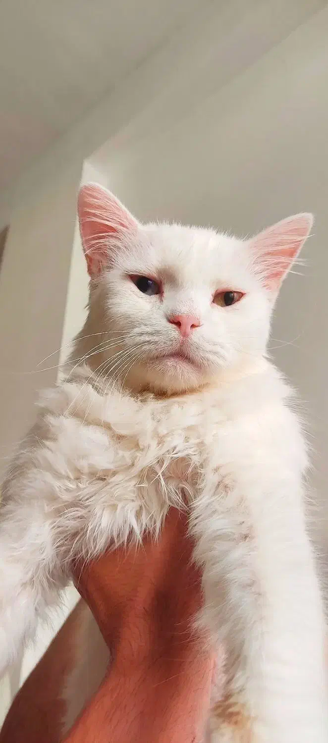 گربه نژاد انگورا|گربه|پرند, فاز ۵|دیوار