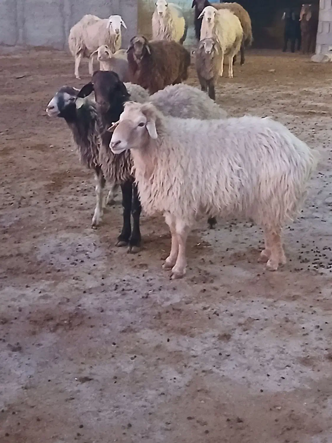 دو عدد قوچ|حیوانات مزرعه|گرمخان, |دیوار