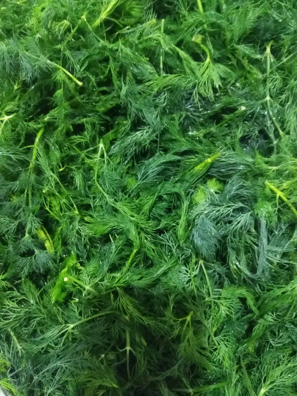 شوید تازه|خوردنی و آشامیدنی|اصفهان, سیچان|دیوار