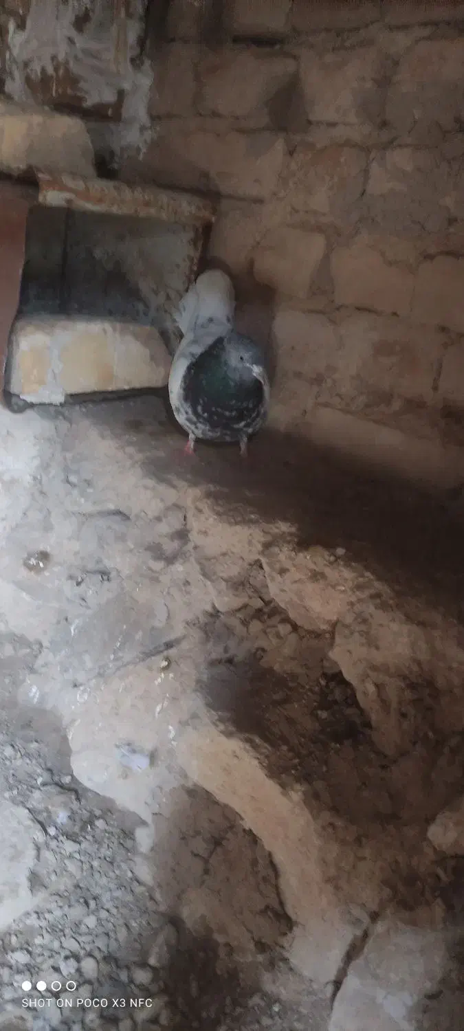 کبوتر|پرنده|مرودشت, محمد آباد|دیوار