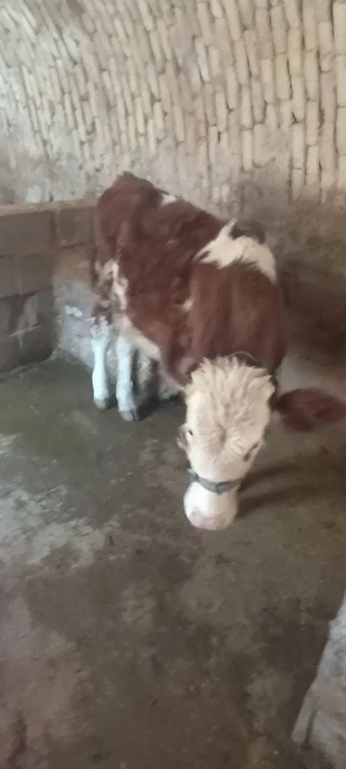 گوساله|حیوانات مزرعه|هرسین, |دیوار