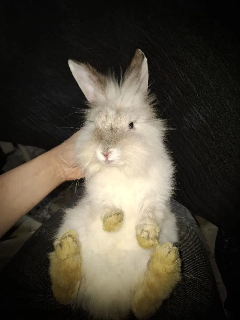 خرگوش لوپ و انواع دیگر|موش و خرگوش|قم, زنبیل آباد|دیوار