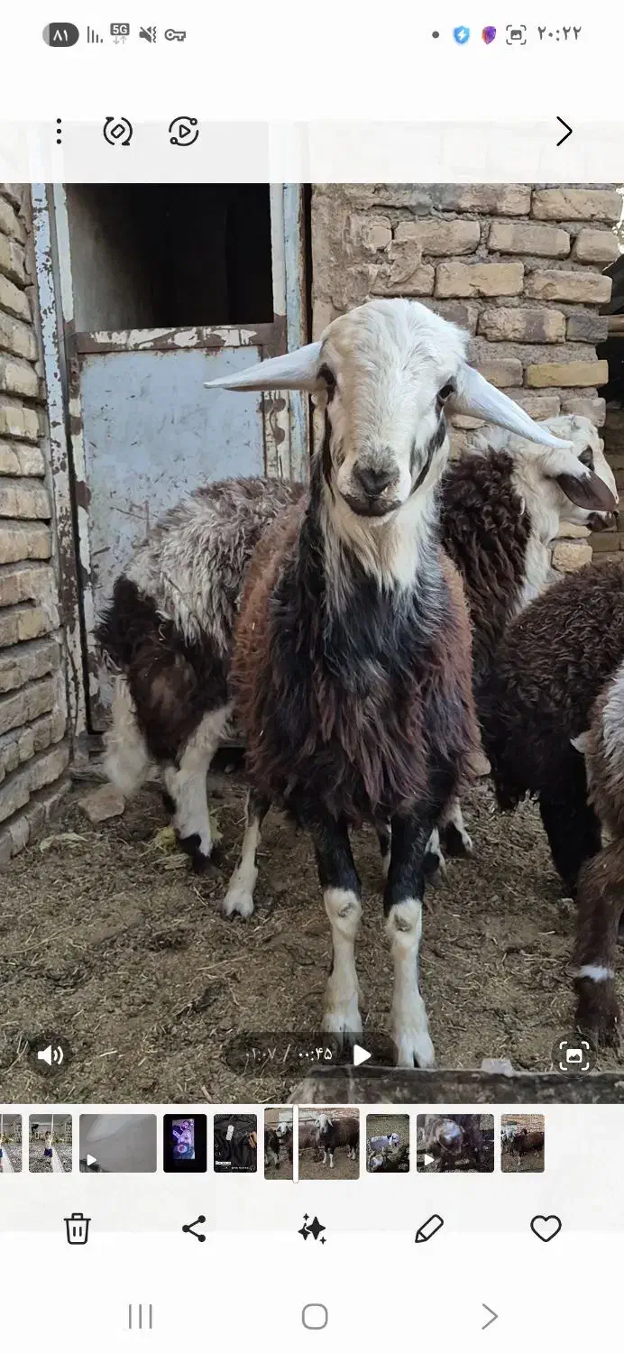 بره قوچ فروشی بره برج دوهستش|حیوانات مزرعه|رشتخوار, |دیوار