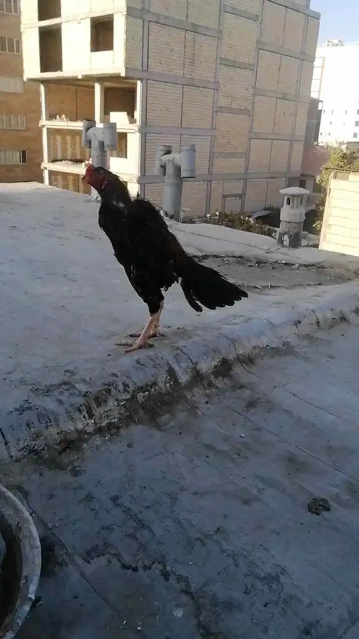 لاری خروس اوشامو و دو عدد مرغ لاری اوشامو یه تیغ|حیوانات مزرعه|محمدشهر, محمدشهر|دیوار