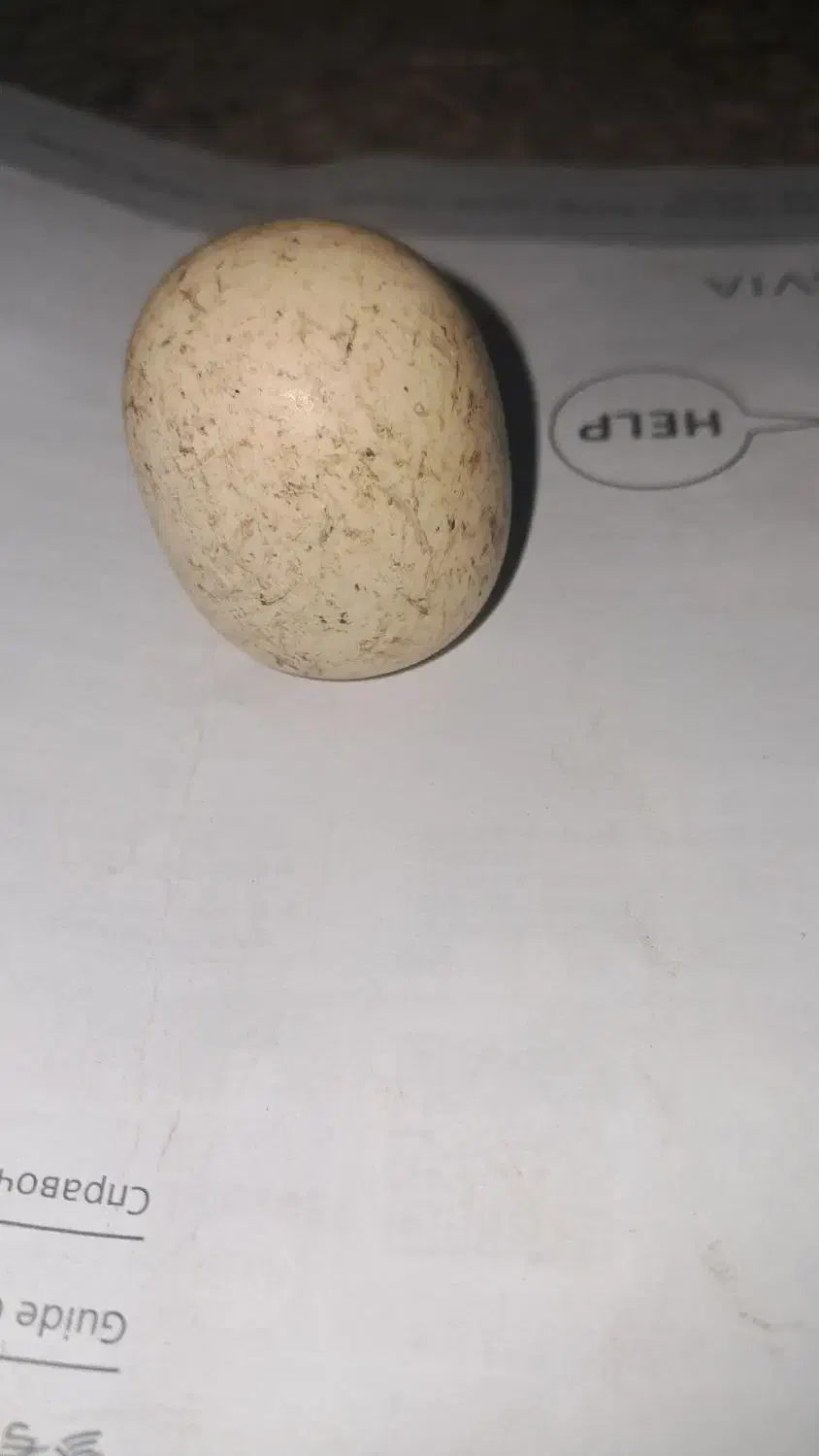 الماس آسیاب آبی|جواهرات|بایک, |دیوار