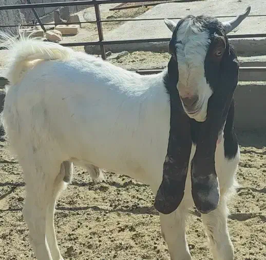 بزغاله نر گلابی|حیوانات مزرعه|بیرجند, |دیوار