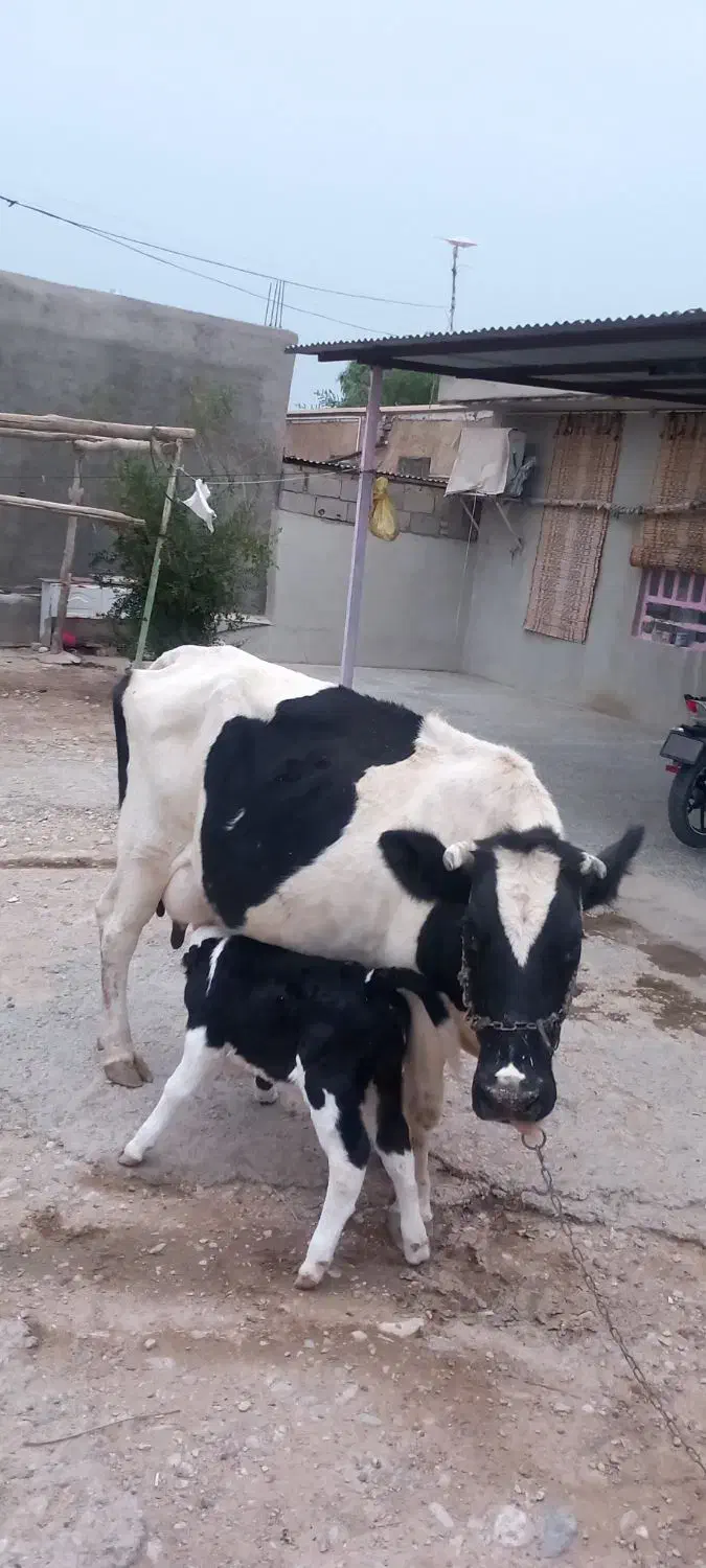 گاو با گوساله ماده|حیوانات مزرعه|مهران (ایلام), |دیوار