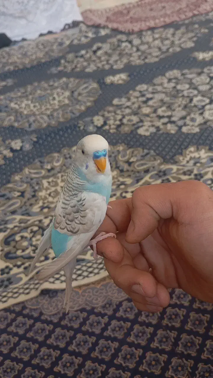 مرغ عشق دستی و جفت تمام زرد چشم شرابی|پرنده|راین, |دیوار