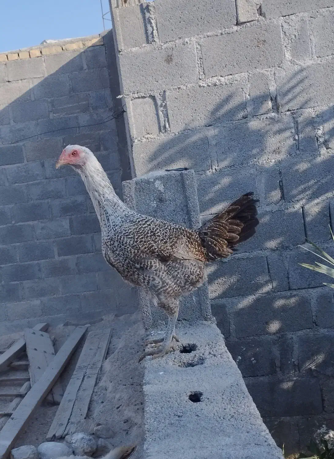 مرغ جوان 8ماه لاری|حیوانات مزرعه|اشکنان, |دیوار