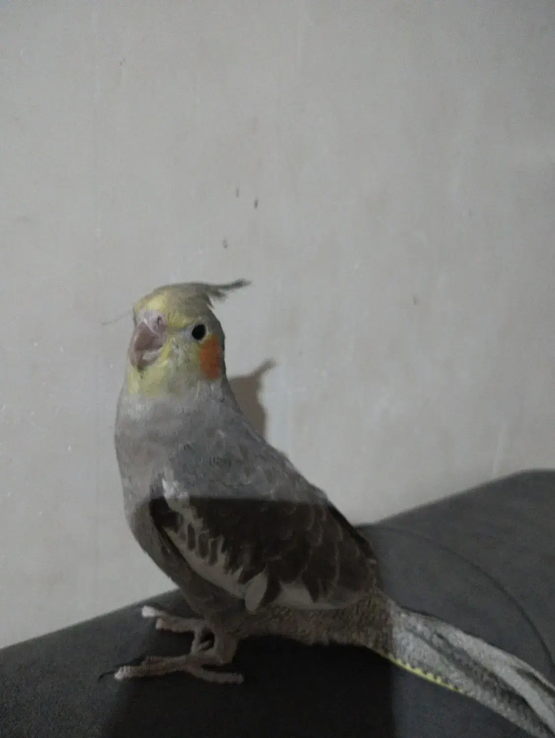 عروس هلندی جوجه دستی|پرنده|مشهد, شهید احمدی روشن|دیوار