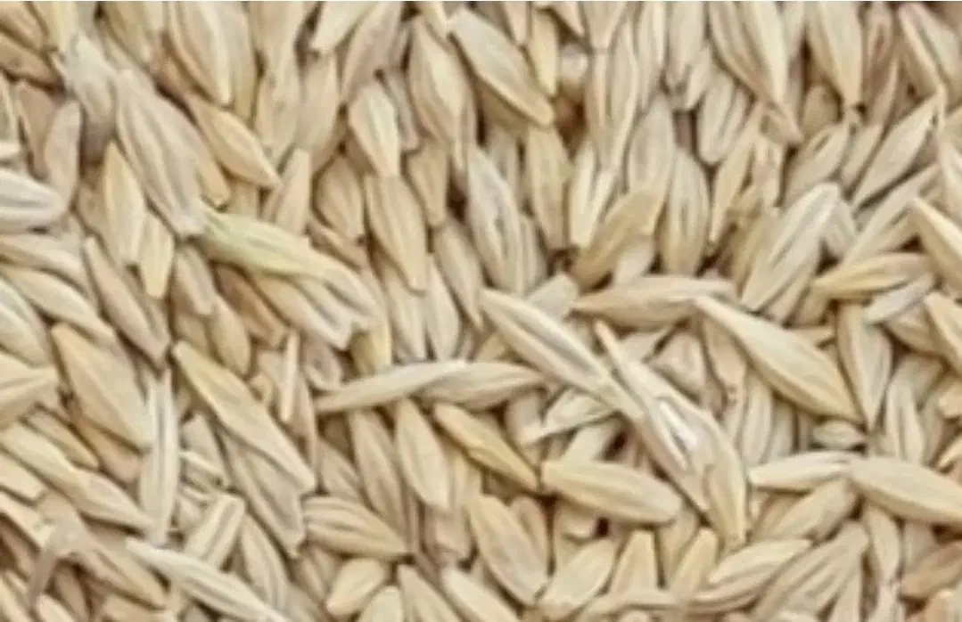 جو لری|خدمات باغبانی و درختکاری|کوهدشت, |دیوار