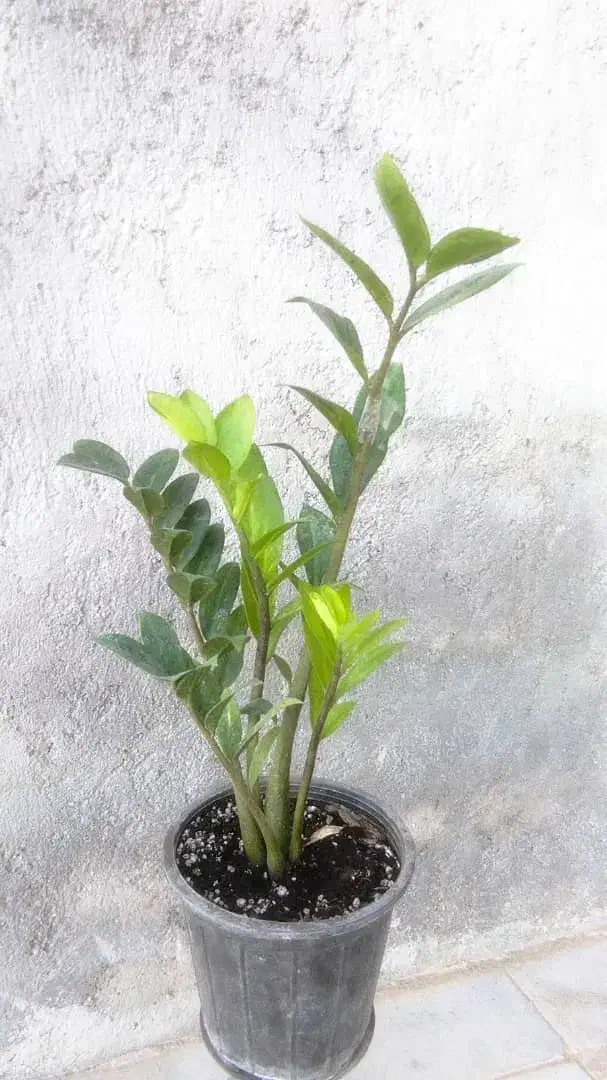 نیرو خدماتی هستم|خدمات نظافت|سیرجان, |دیوار