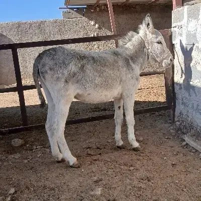 فروش الاغ نر (اخته)|حیوانات مزرعه|اقلید, |دیوار