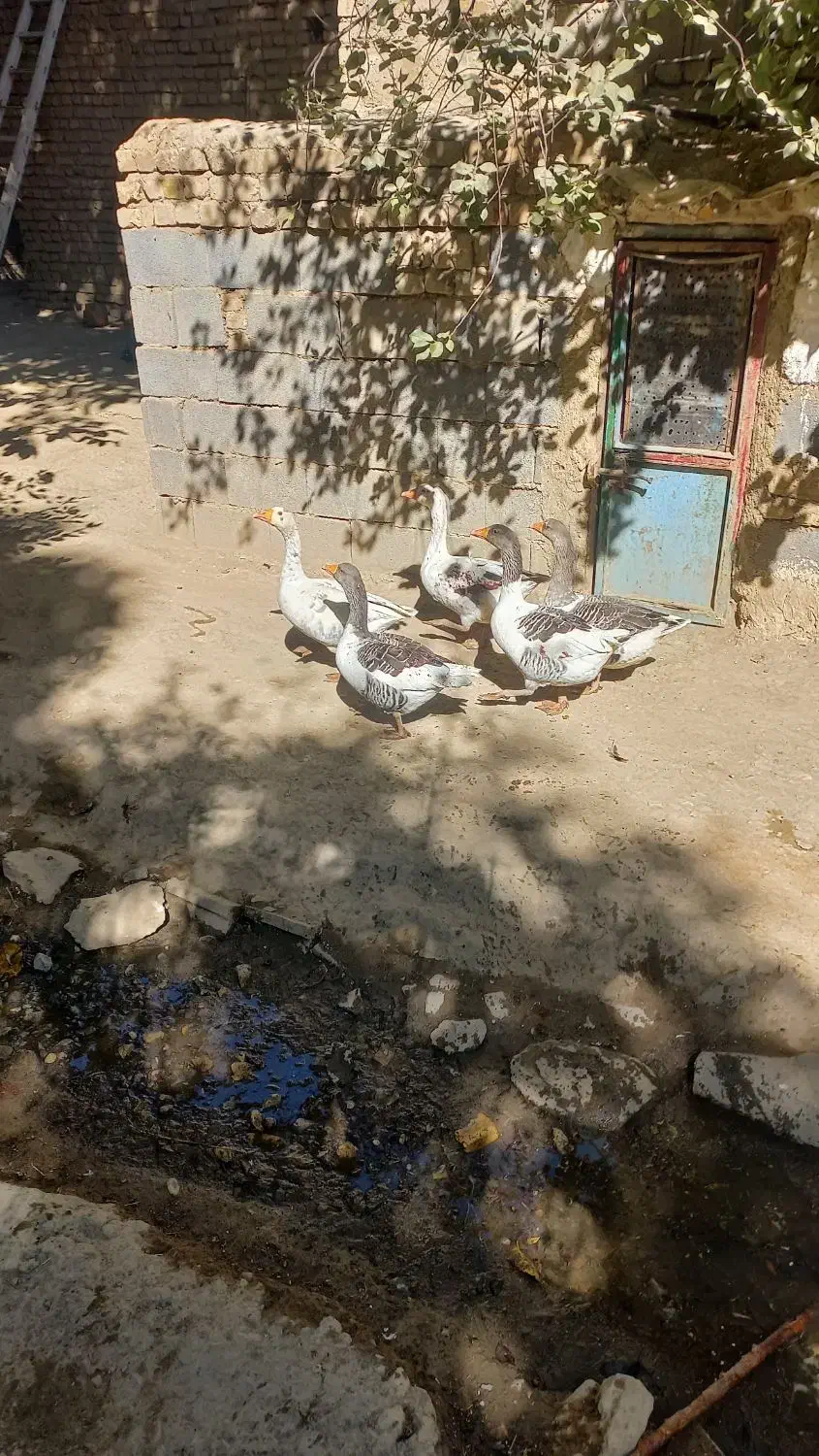 غاز|حیوانات مزرعه|خمین, |دیوار