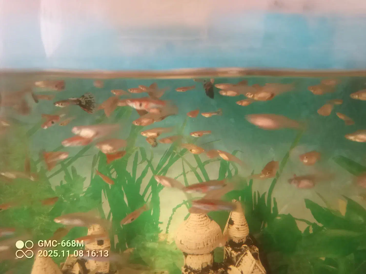 ماهی گوپی|ماهی|بشاریات, |دیوار