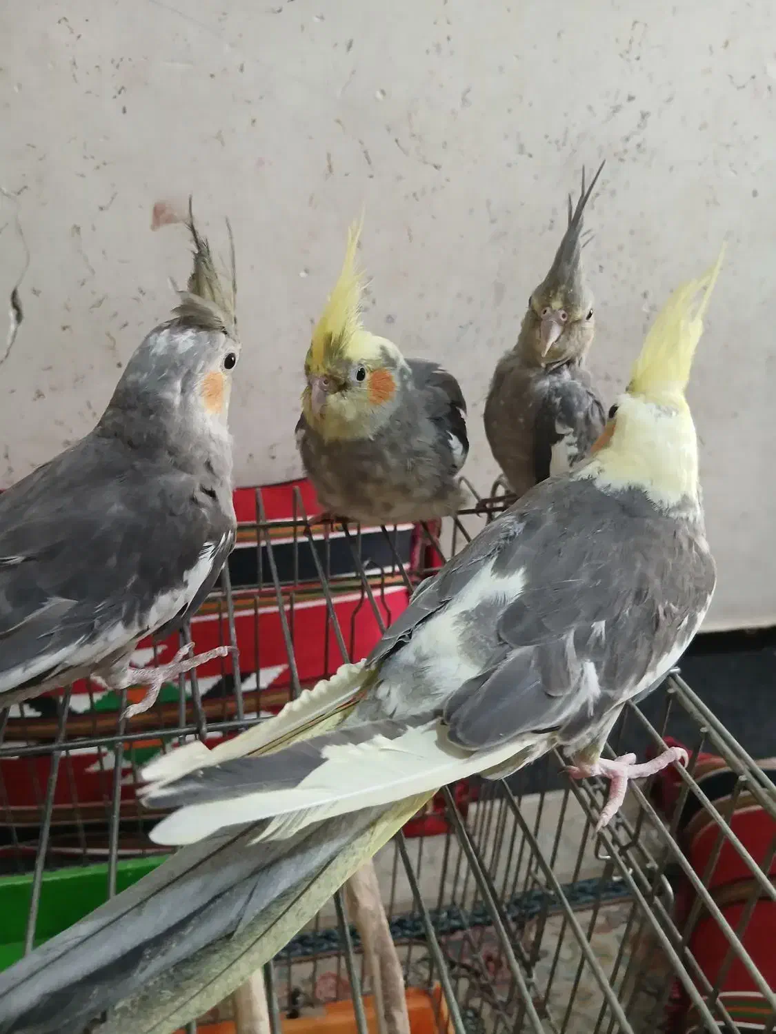 عروس هلندی بالغ|پرنده|خرمشهر, |دیوار