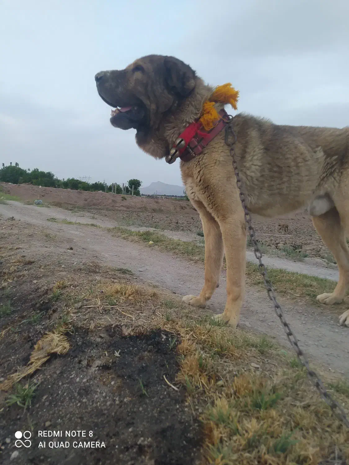 سگ سرابی پژدر|سگ|لنجان, |دیوار