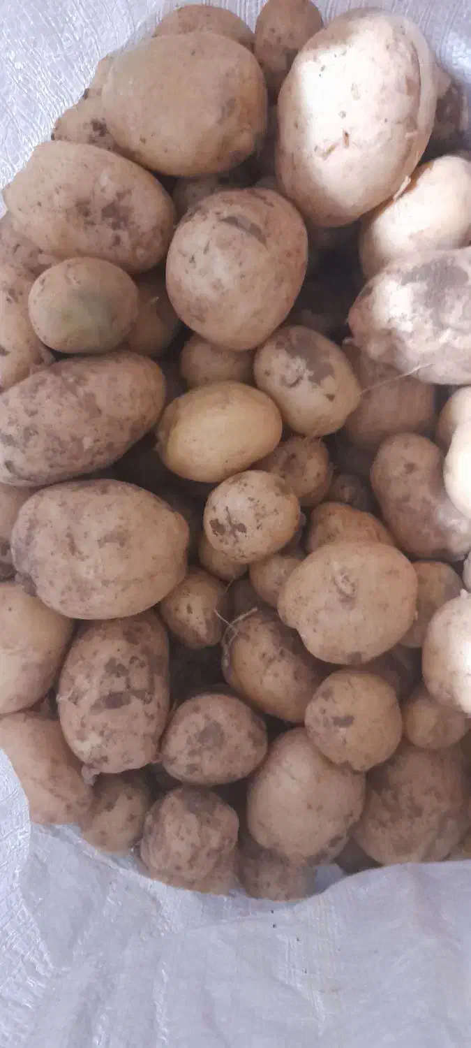 سیب زمینی|خوردنی و آشامیدنی|دیواندره, |دیوار