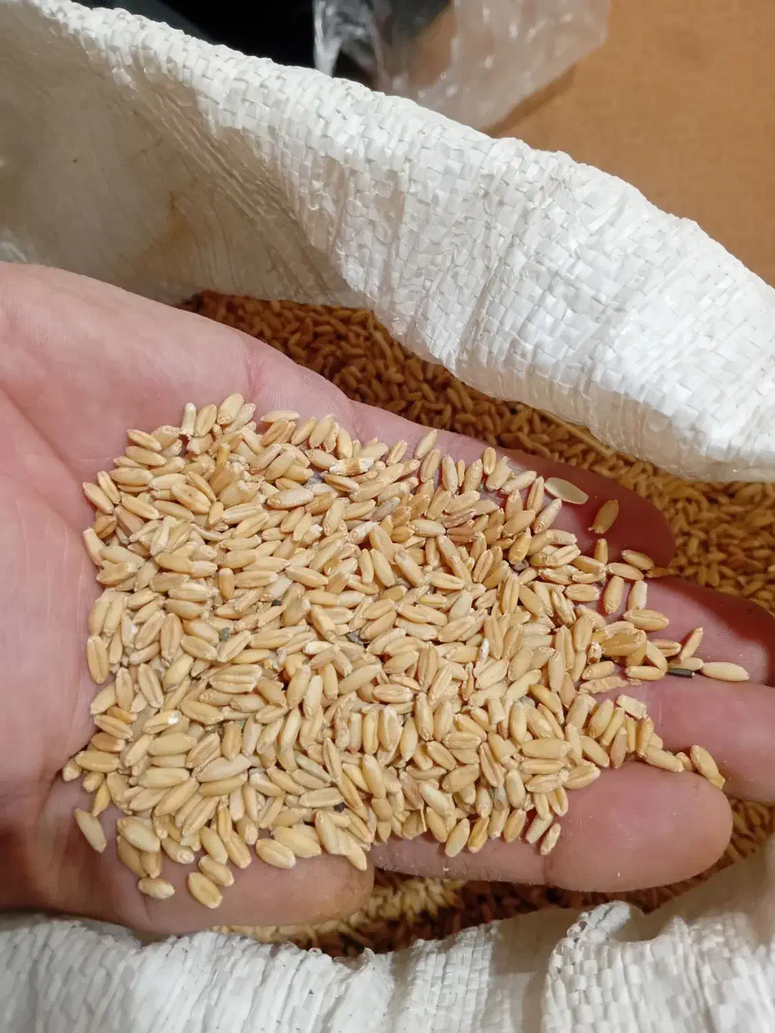 گندم|عمده‌فروشی|ملایر, |دیوار