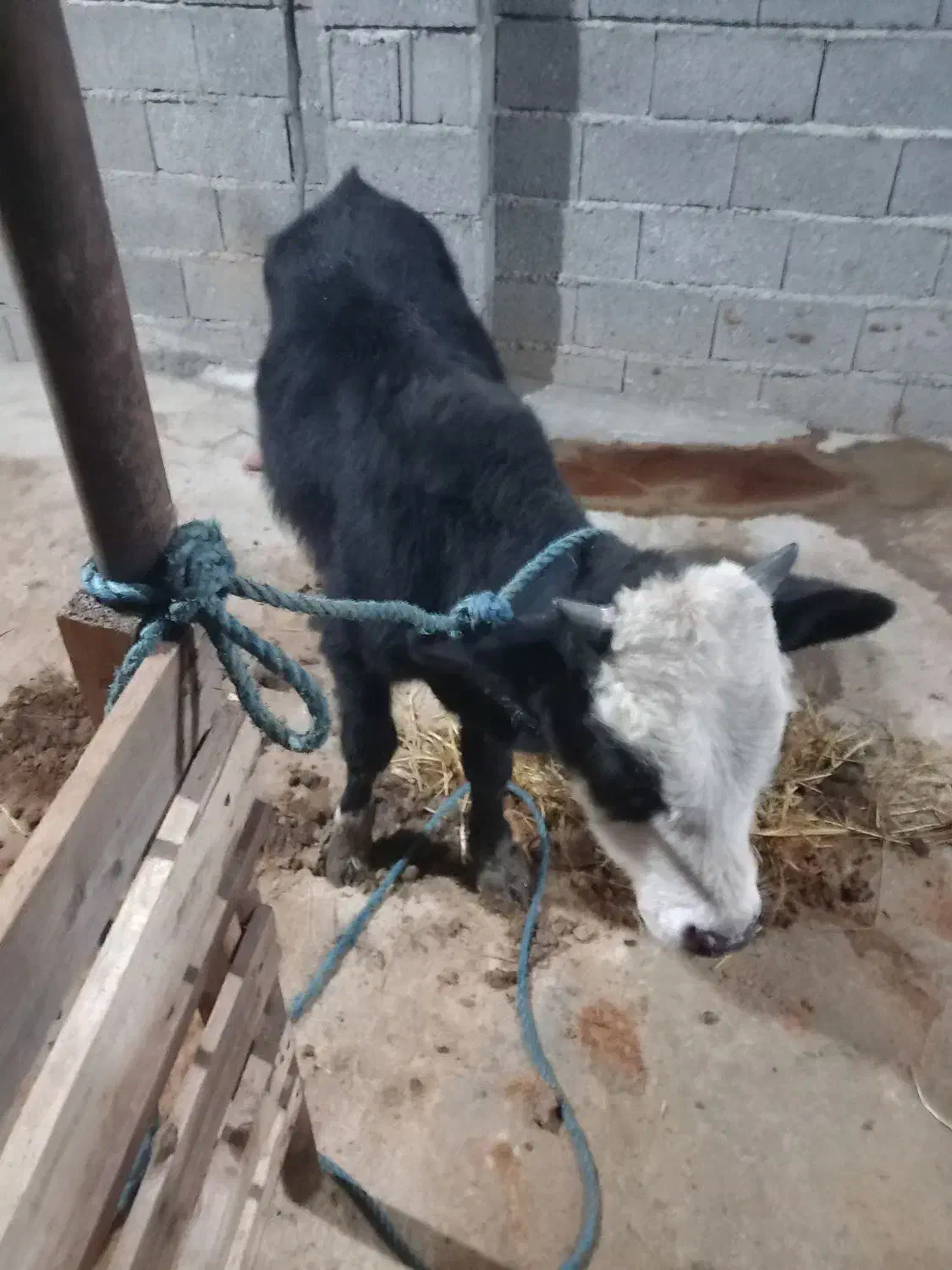 ورزا کوله های چالوسی همه اث فروشی|حیوانات مزرعه|سنگر, |دیوار