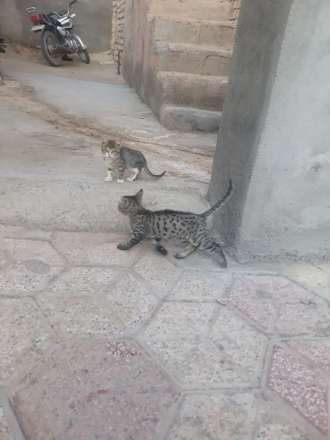 گربه خانگی نروماده|گربه|مشهد, آزادشهر|دیوار