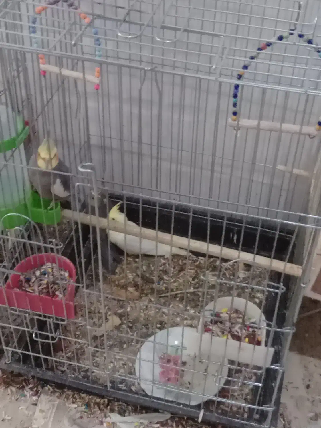 عروس علندی|پرنده|آبدانان, |دیوار