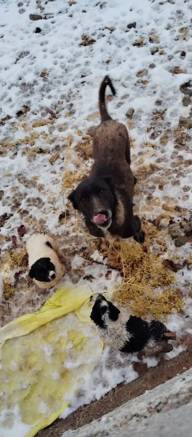 سگ ماده|سگ|شیراز, گویم|دیوار