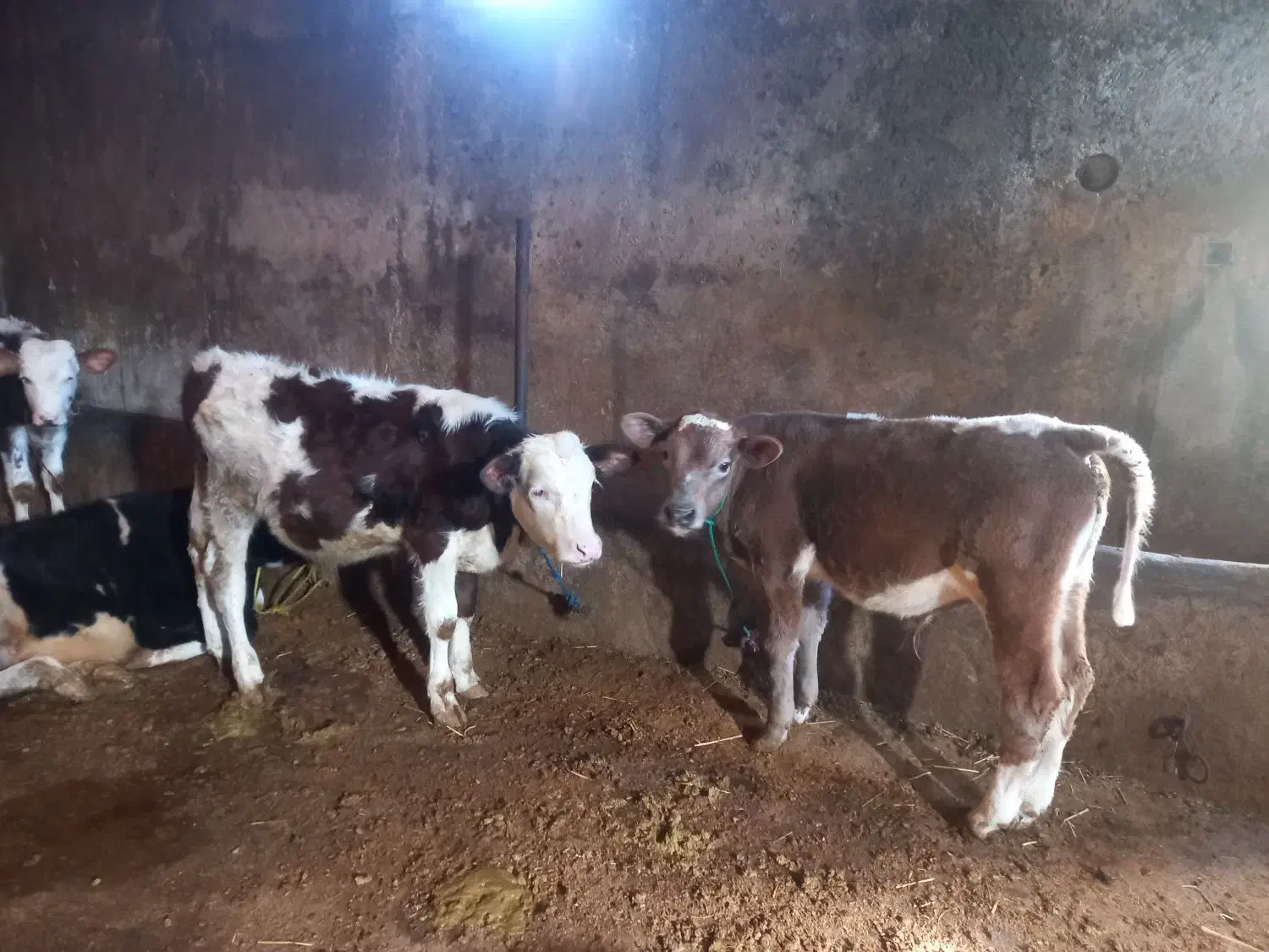 فروش ۵ راس گوساله نر سمینتال و شاروله|حیوانات مزرعه|جعفرآباد, |دیوار