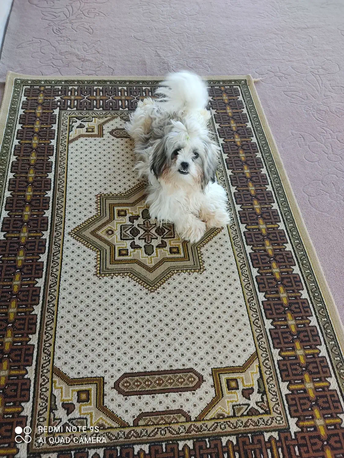 سگ کوتاه ۵ماهه|سگ|گرگان, |دیوار