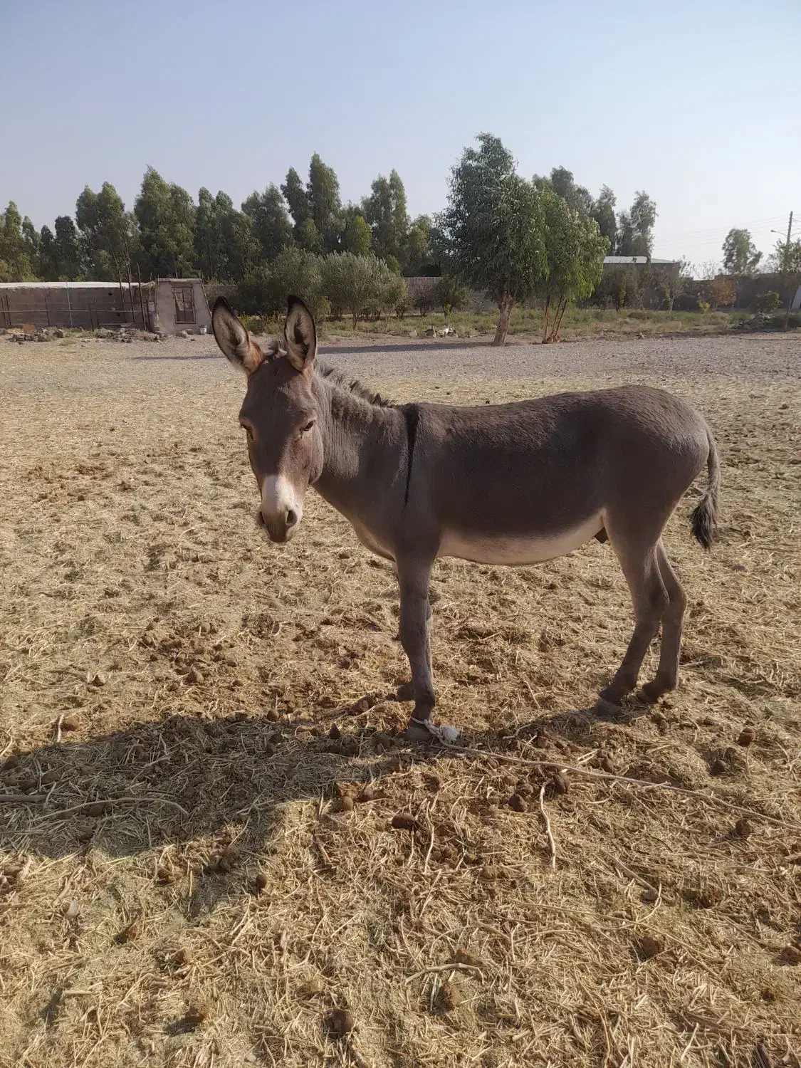 نرخر گله ای|حیوانات مزرعه|رفسنجان, |دیوار