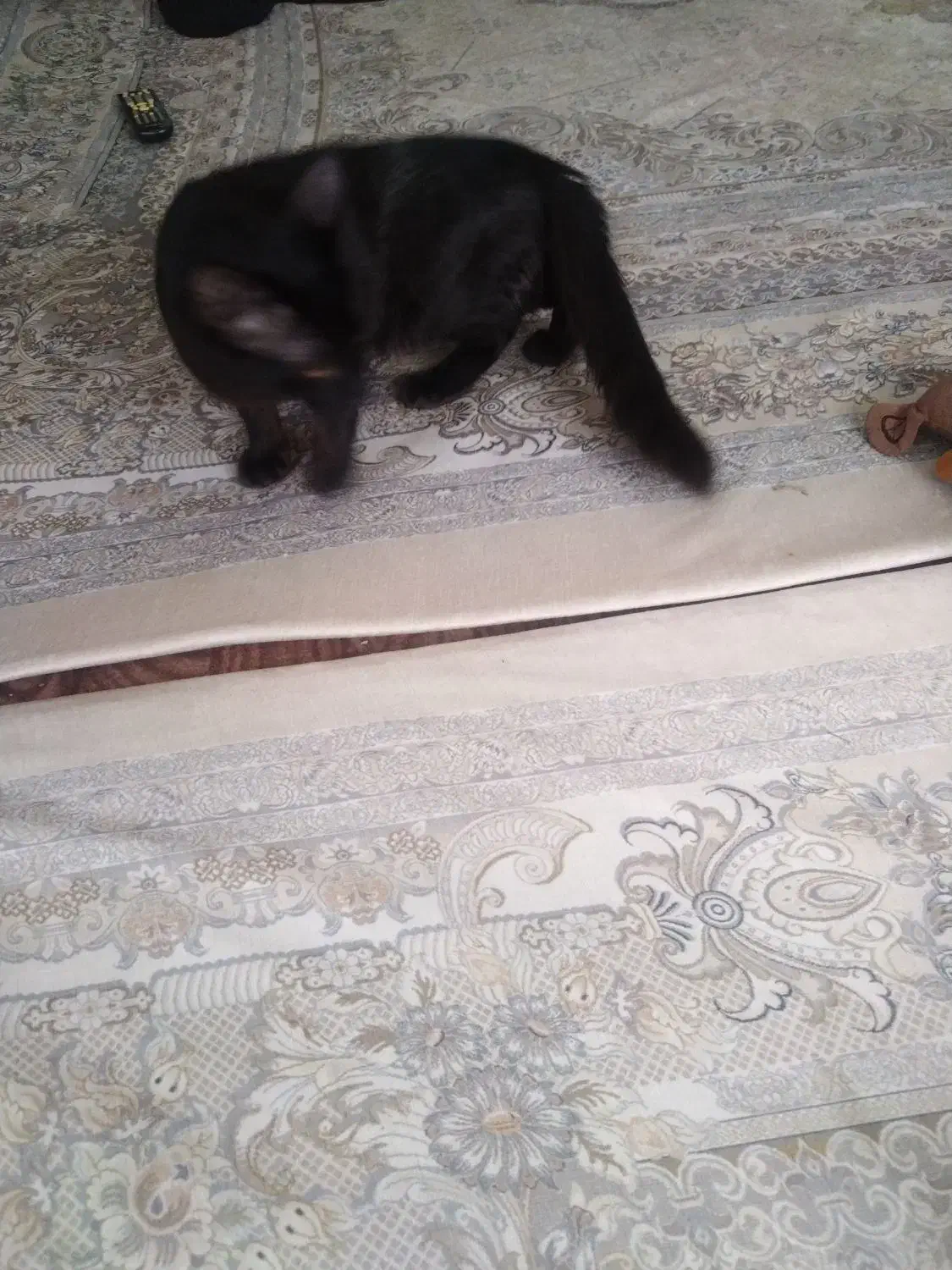 واگذاری گربه|گربه|رباطکریم, مسکن مهر آبشناسان|دیوار