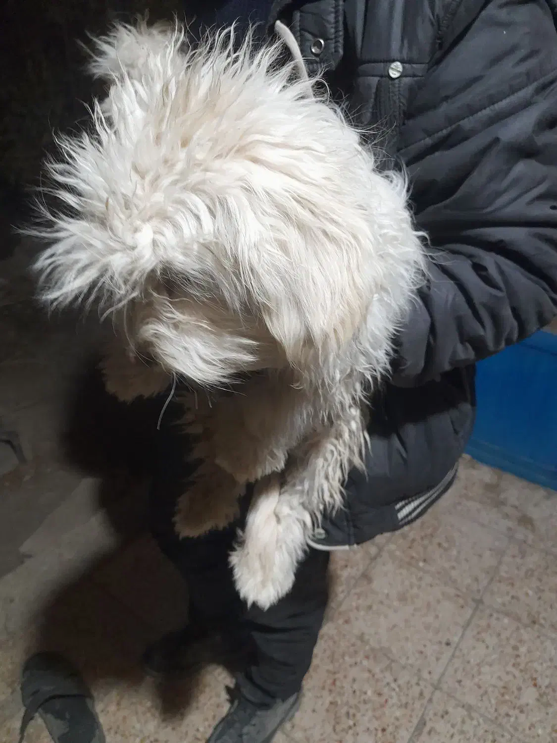 واگذاری دوتا توله پاپی|سگ|داران, |دیوار