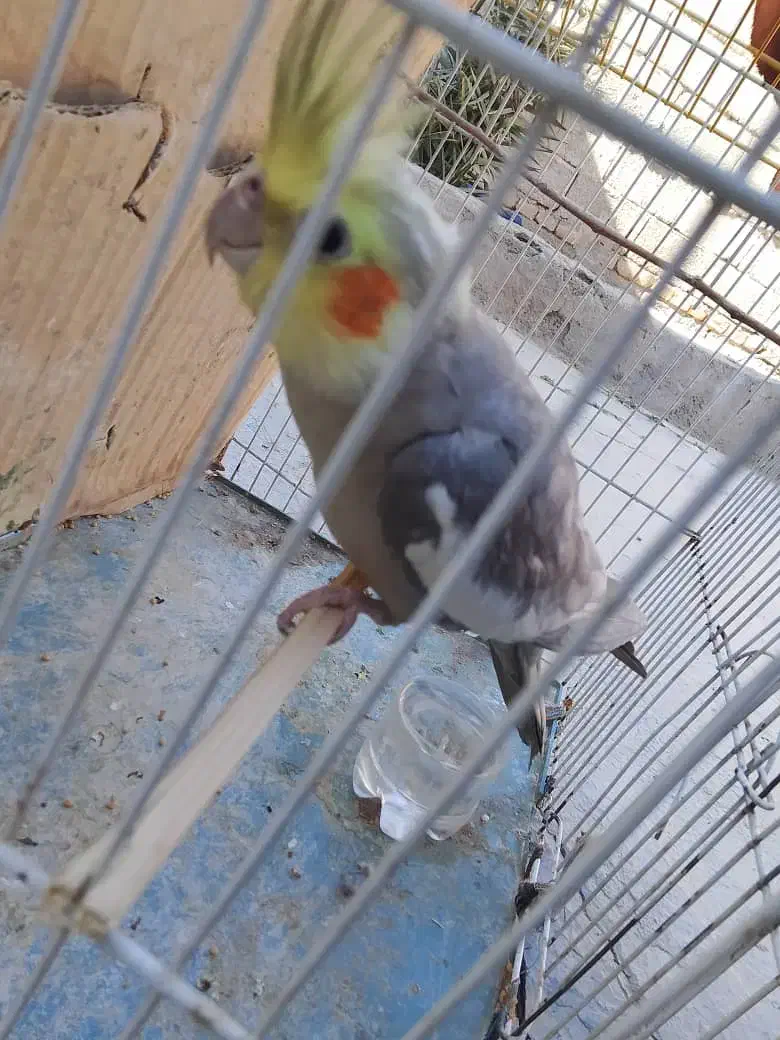 عروس سینامون|پرنده|سراوان, |دیوار