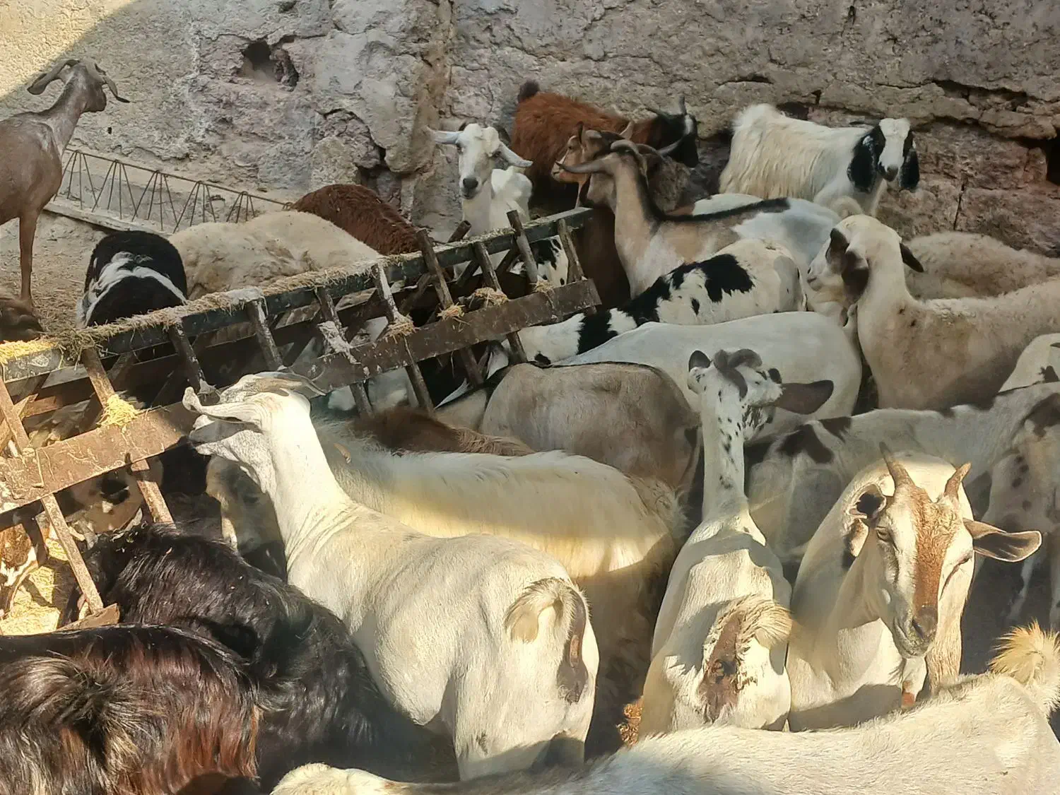 کهر گیسه بز خود بندرعباس با قصابی رایگان|حیوانات مزرعه|بندرعباس, |دیوار