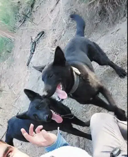 واگذاری توله ژرمن بلک ورک لاین و شولاین|سگ|کهنوج, |دیوار