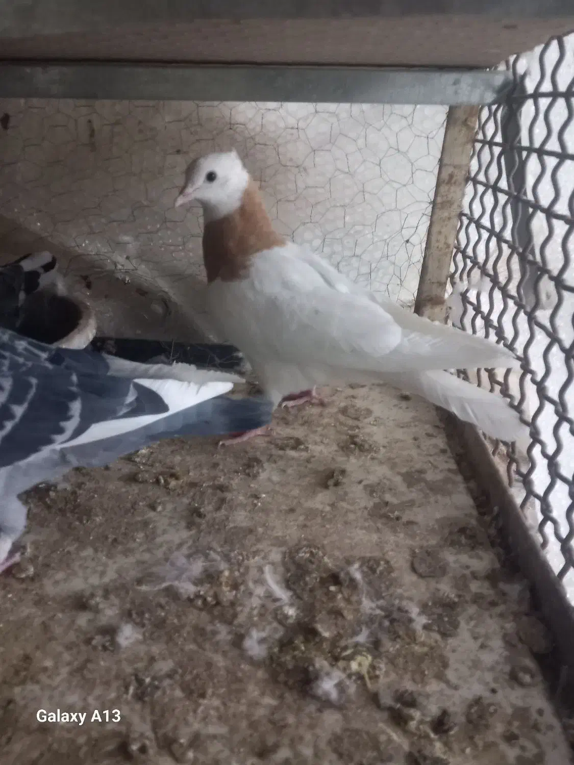 طوقی زرد|پرنده|سبزوار, امیر کبیر|دیوار