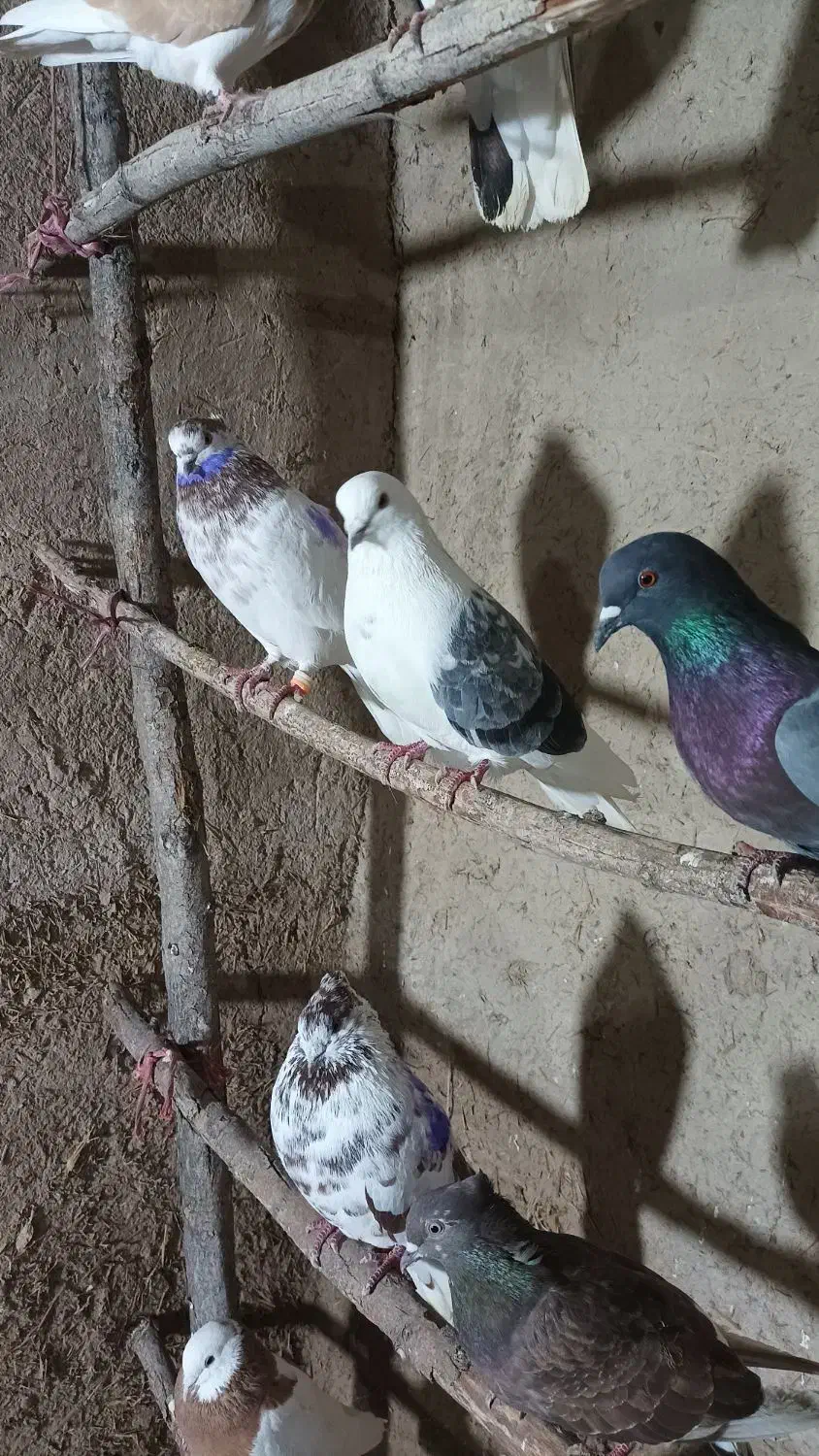 کفتر در آلوچه فولادلو|پرنده|هیر, |دیوار