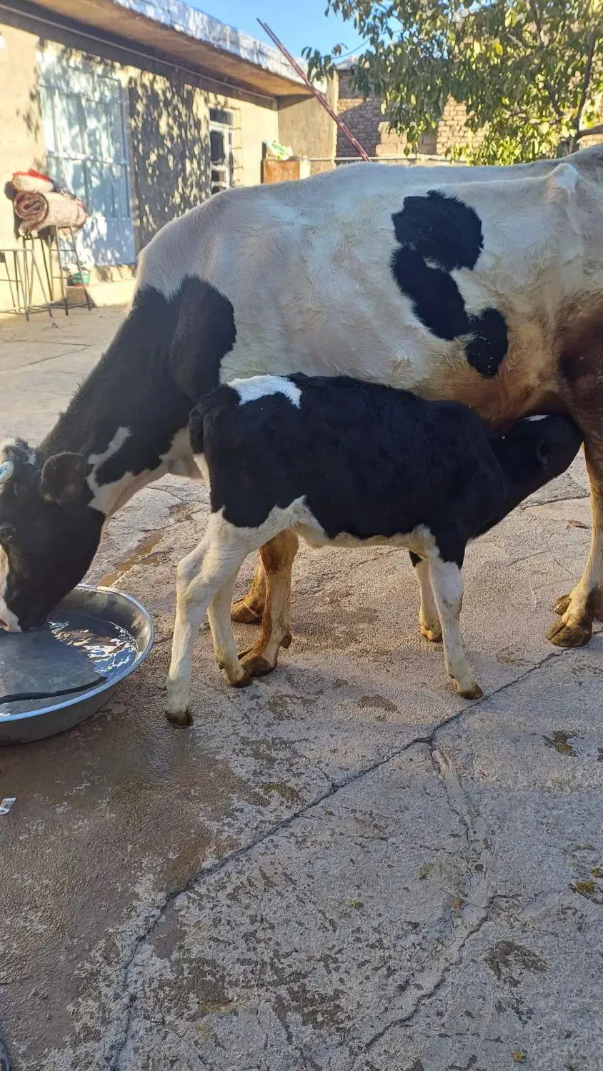 یک عددگاو وگوساله سیمینتال|حیوانات مزرعه|سنقر, |دیوار