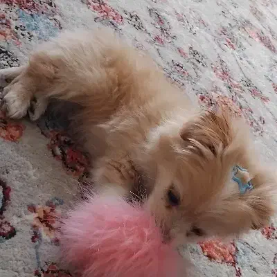 واگذاری پامر|سگ|شیراز, زرهی|دیوار