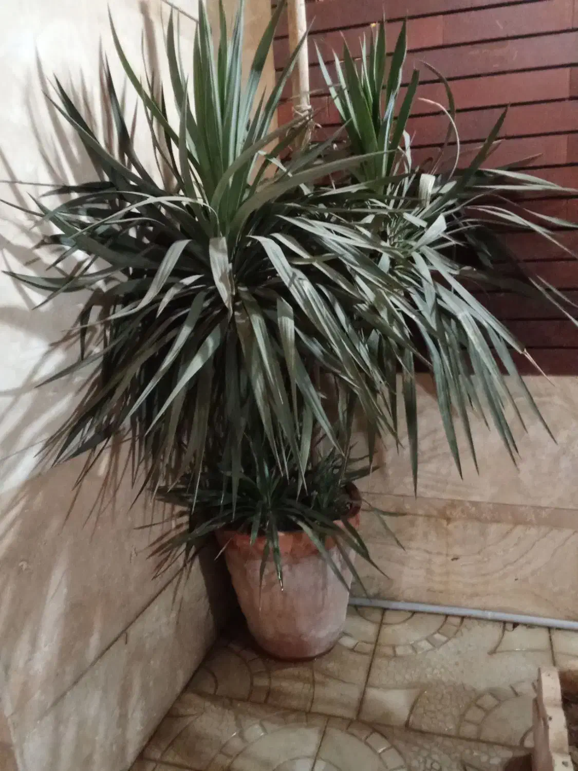 گل طبیعی مناسب حیاط یا ویلا|گل و گیاه طبیعی|اراک, |دیوار