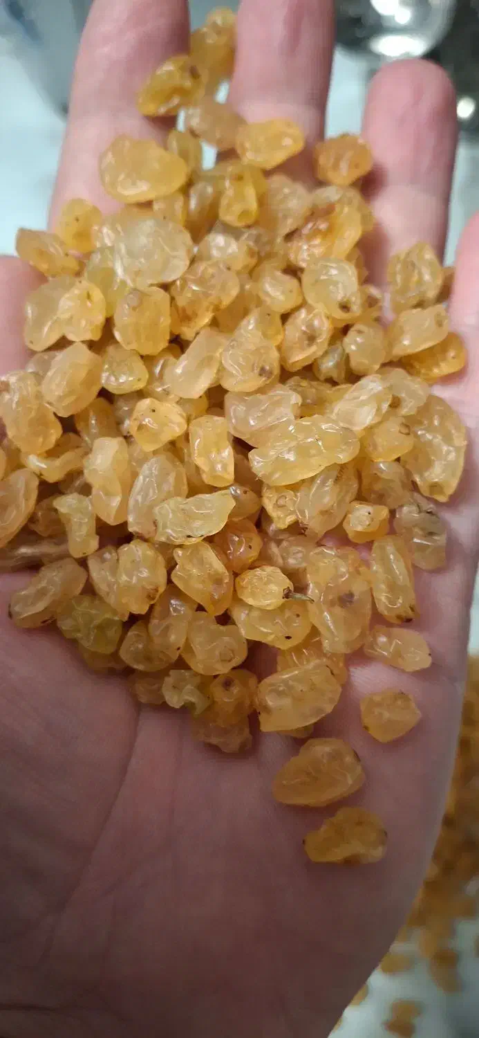 گلدن طلایی انگوری|خوردنی و آشامیدنی|تهران, بازار|دیوار