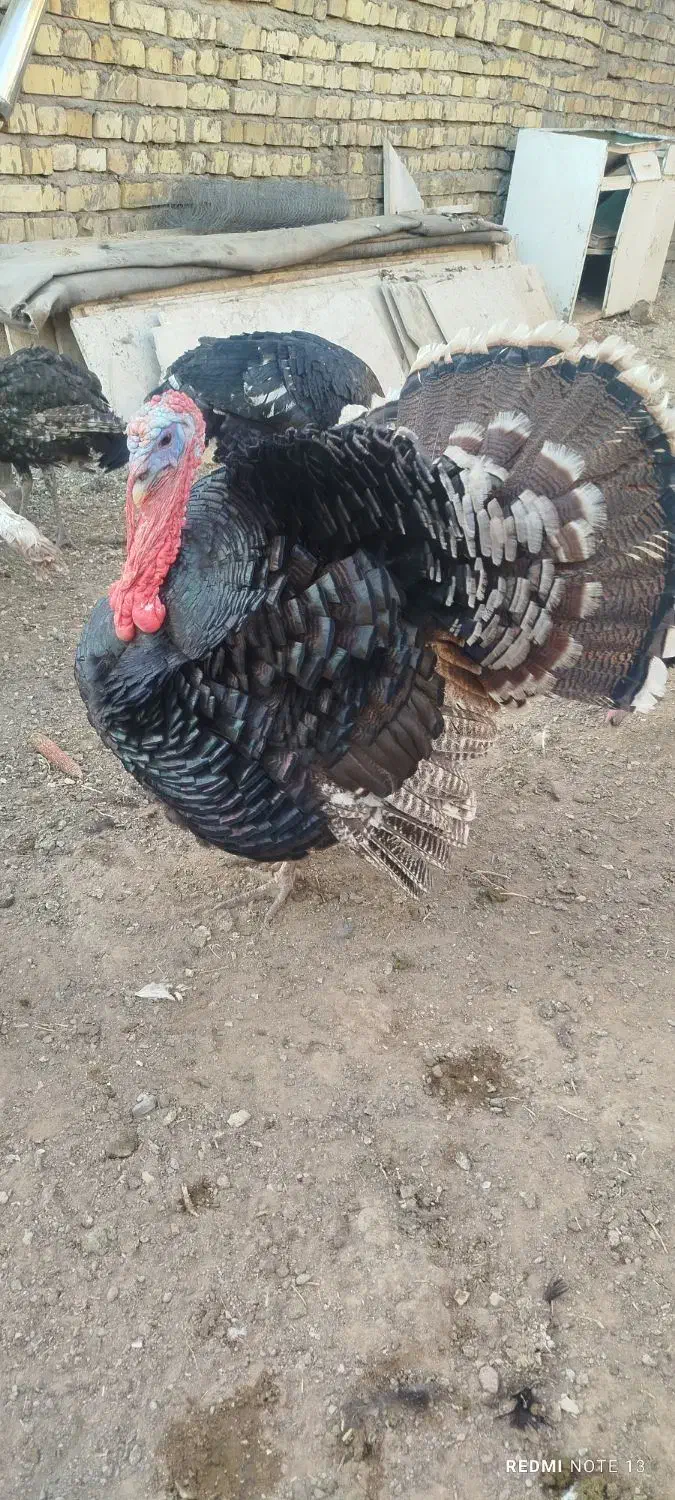 بوقلمون محلی کشتنی ماده تخمی وجوجه|حیوانات مزرعه|خواف, |دیوار