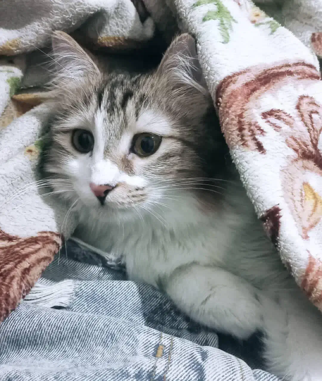 واگذاری گربه باهوش و مهربان|گربه|تهران, هروی|دیوار