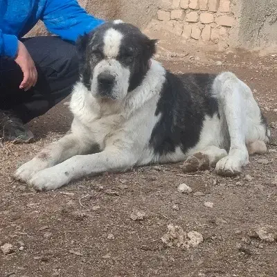 سگ گمشده|حیوانات|تهران, دکتر هوشیار|دیوار