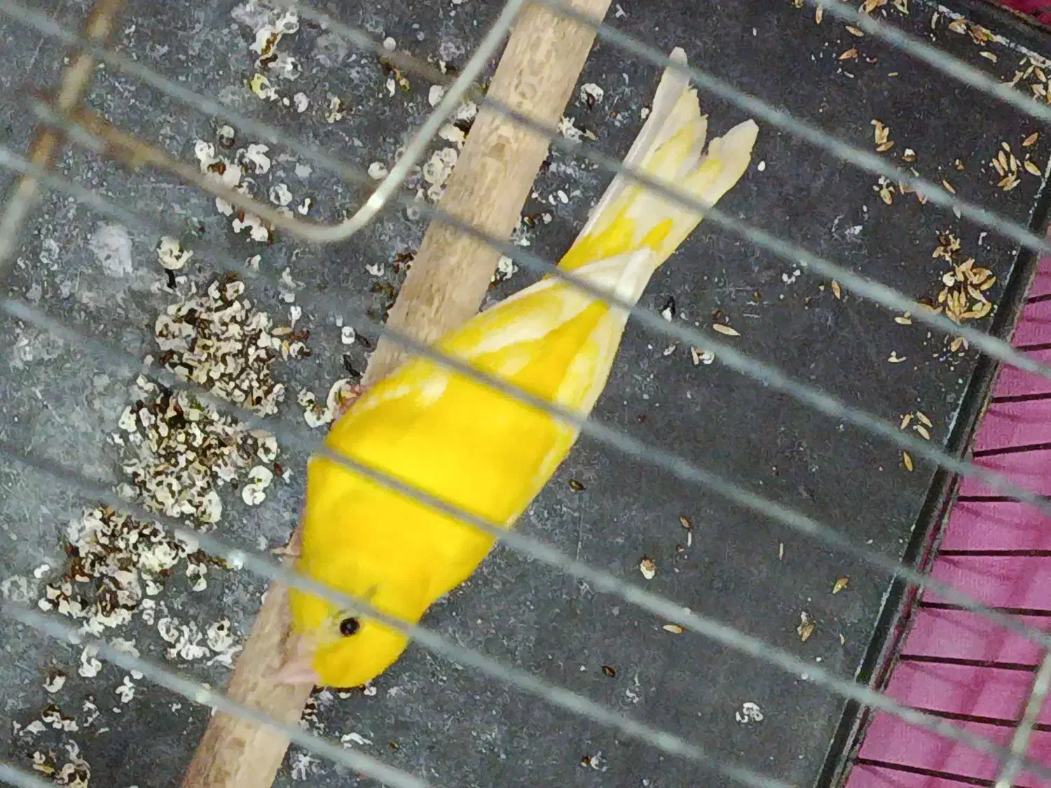 قناری نر دهن زن. ماده اماده|پرنده|مرودشت, ابوذر شمالی|دیوار