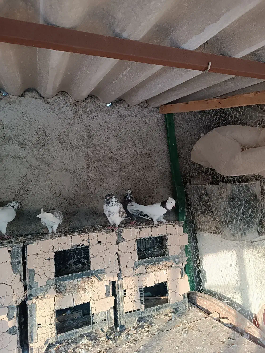 کبوتر|پرنده|گرگان, |دیوار