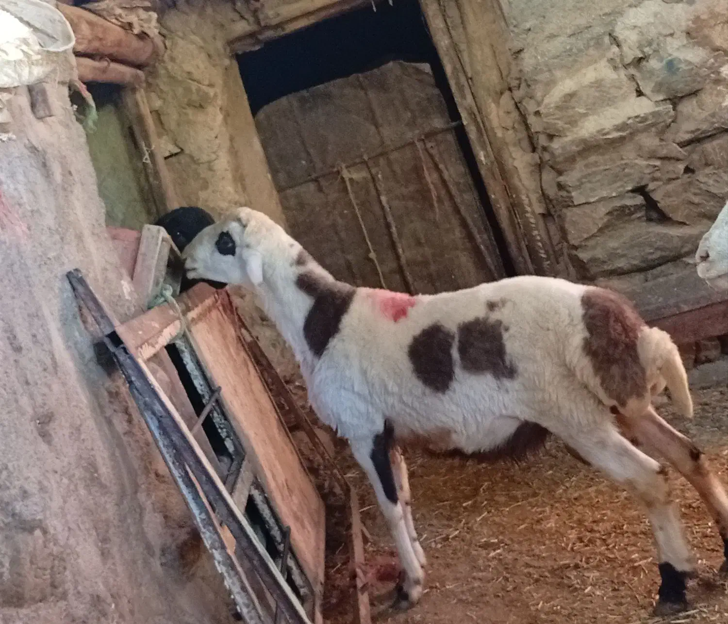 بره قوچ پلنگی|حیوانات مزرعه|صحنه, |دیوار